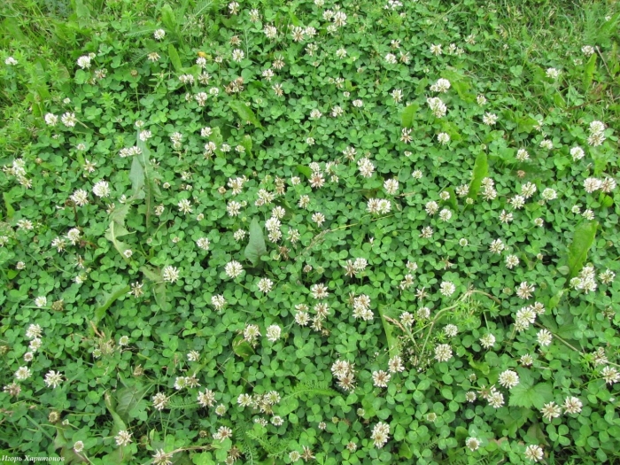Клевер белый trifolium repens
