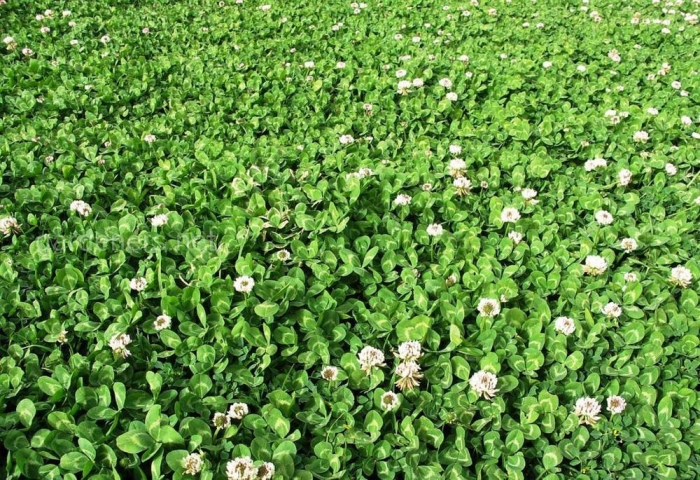 Клевер ползучий белый ривендел