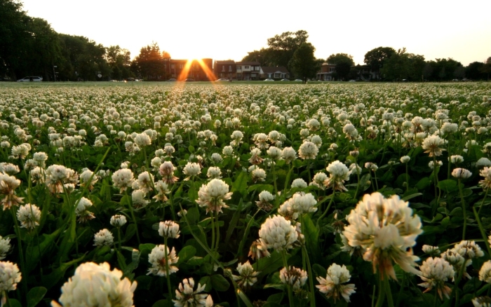 Клевер белый ривендел