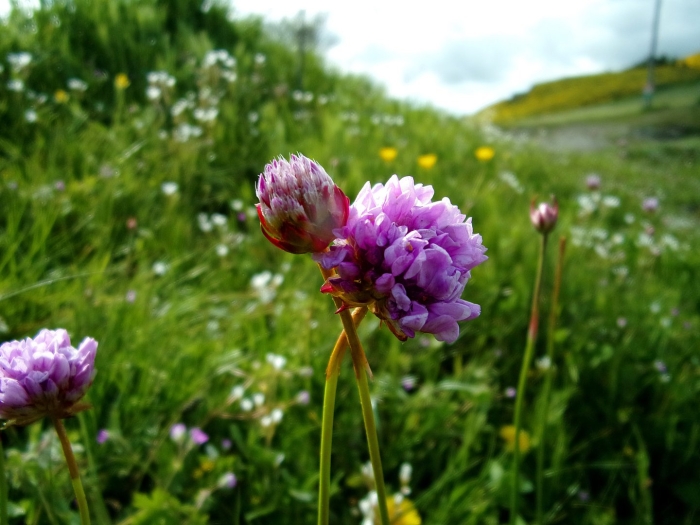 Armeria maritima