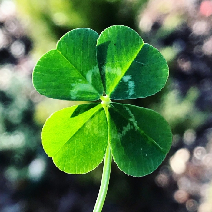 Семилистный клевер