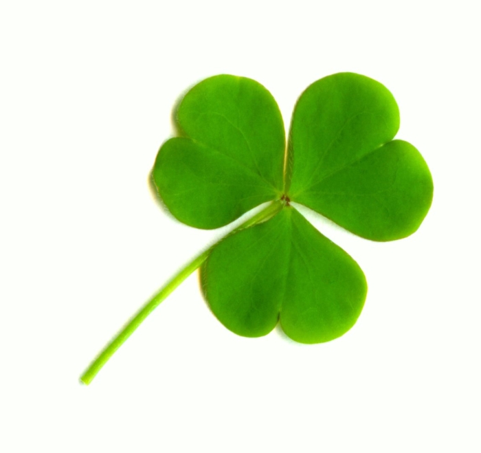 Клевер растение четырехлистный