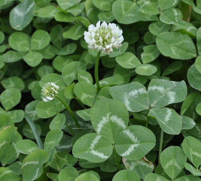 Клевер ползучий (trifolium repens)