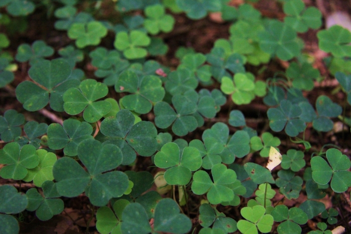 Клевер луговой четырехлистный