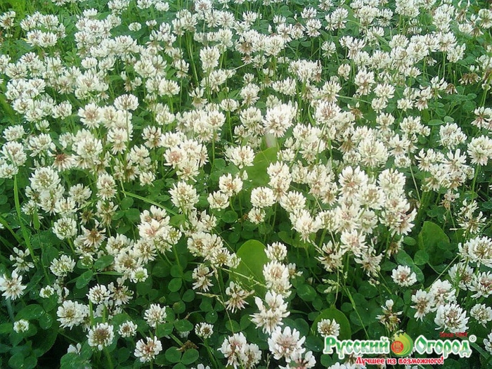 Газон ривенделл клевер белый