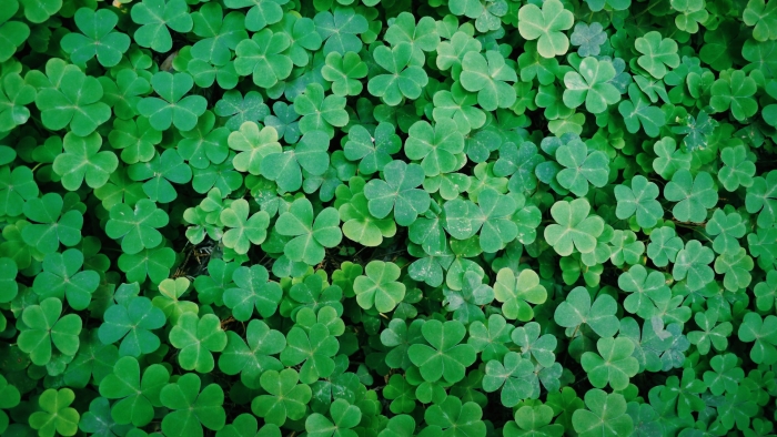 Клевер трилистник растение