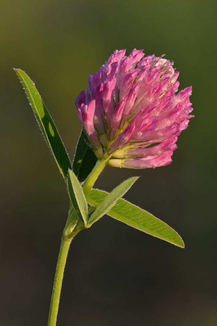 Красный клевер trifolium pratense