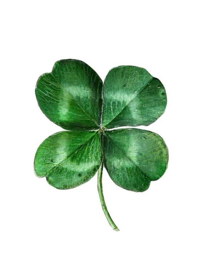 Клевер 4х листник