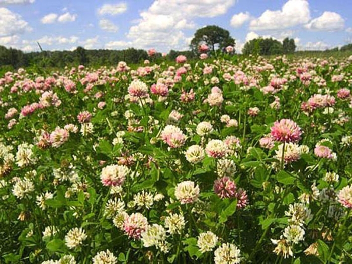 Клевер гибридный (trifolium hybridum)