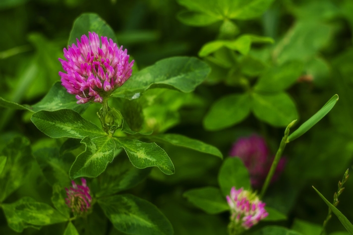 Клевер красный