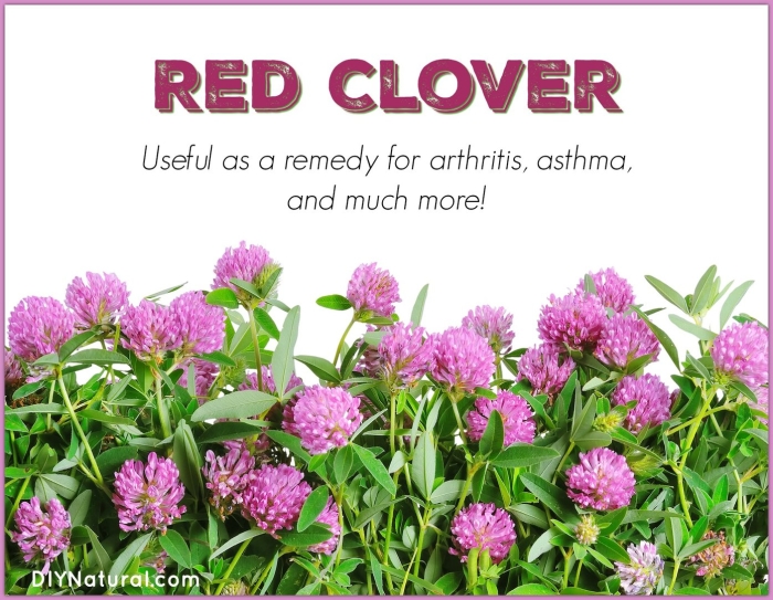 Клевер луговой белый