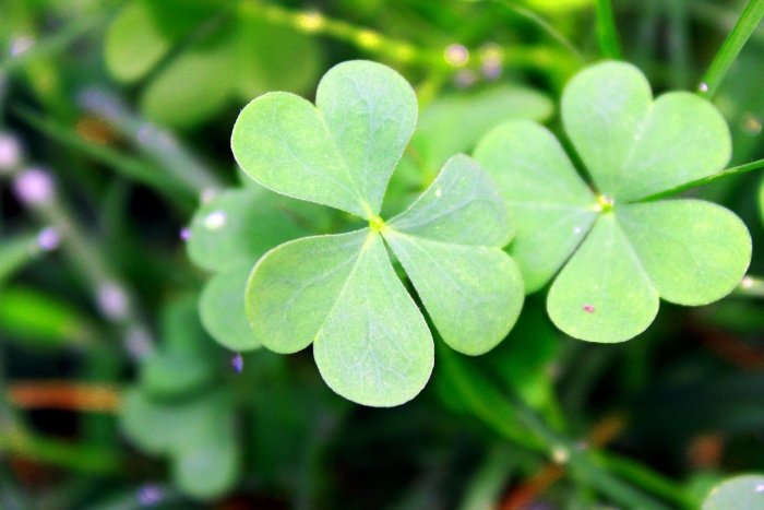 Клевер трилистник растение