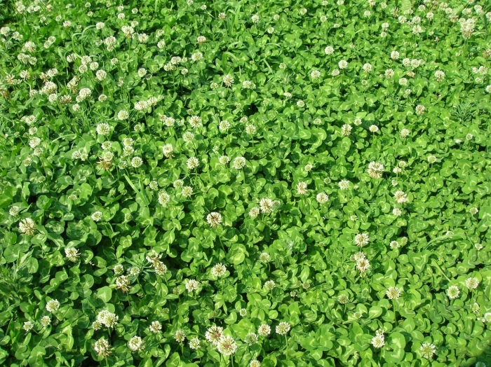 Клевер белый ползучий