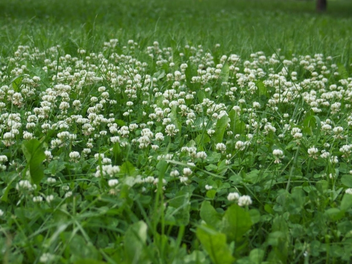 Белый клевер для газона