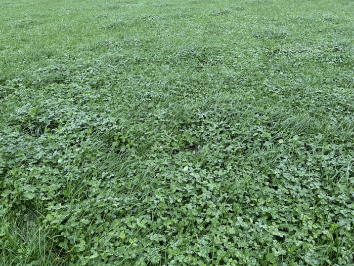 Люцерна поле