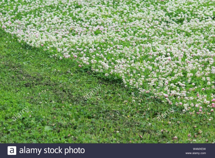 Газон клевер белый ползучий