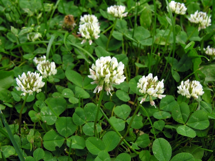 Клевер ползучий (trifolium repens)