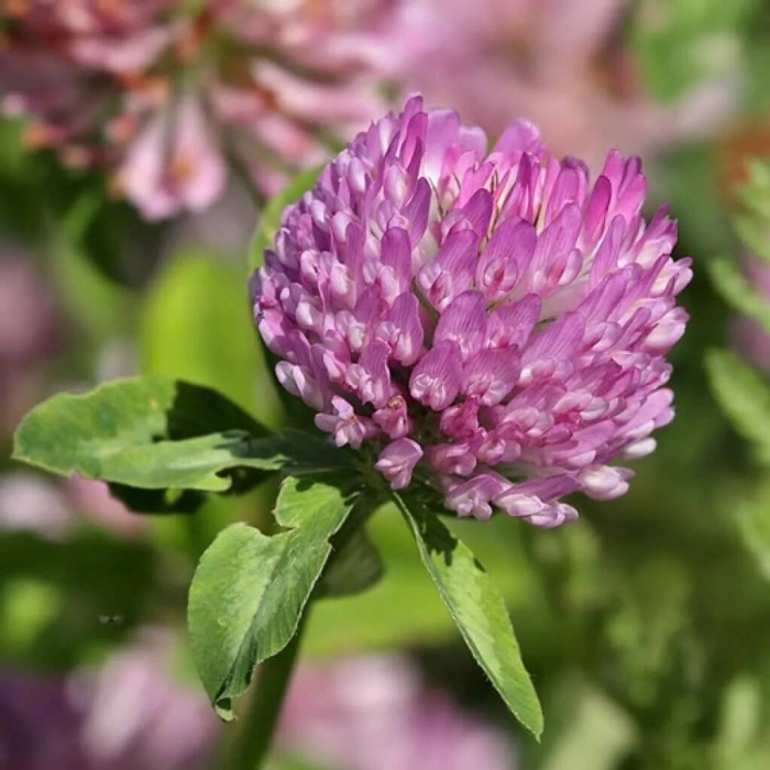 Клевер луговой