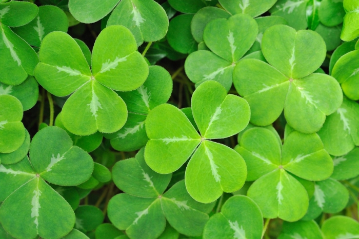 Клевер трехлистный