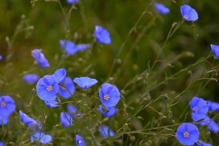 Лен многолетний блу