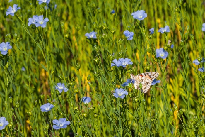 Лён обыкновенный долгунец