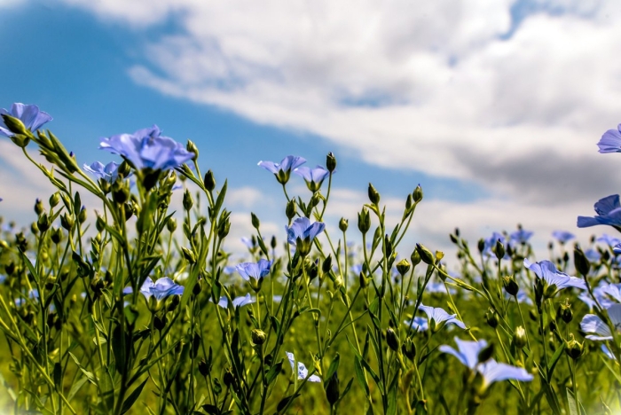 Лютик голубой полевой