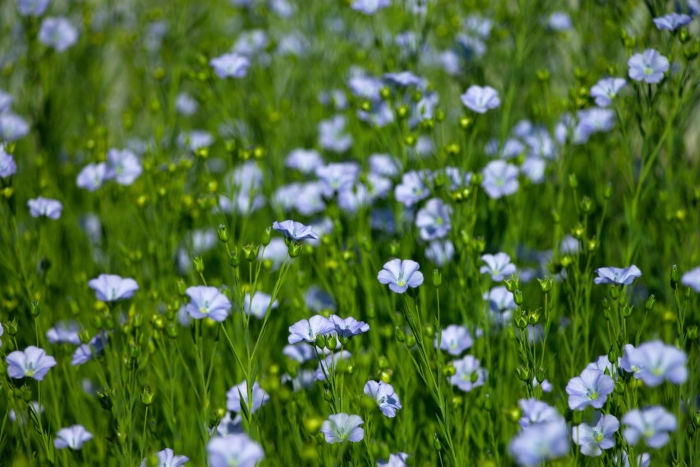 Лён обыкновенный (linum usitatissimum l.)