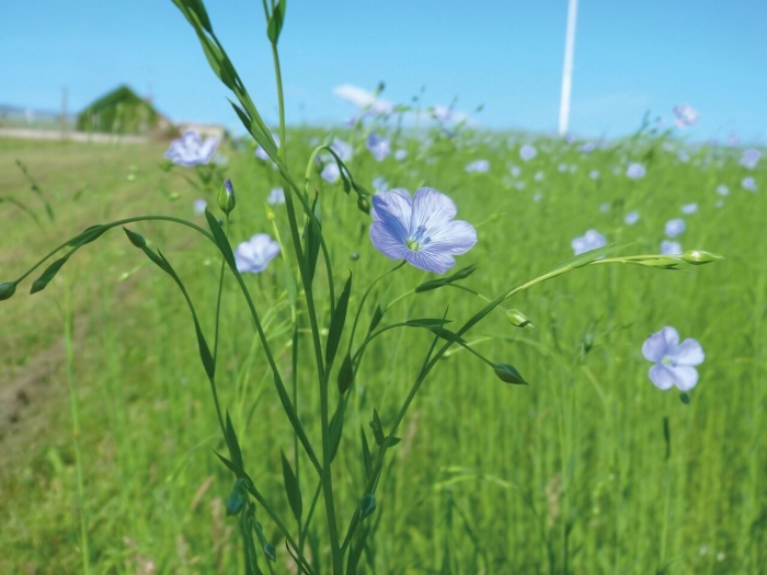 Лён обыкновенный долгунец