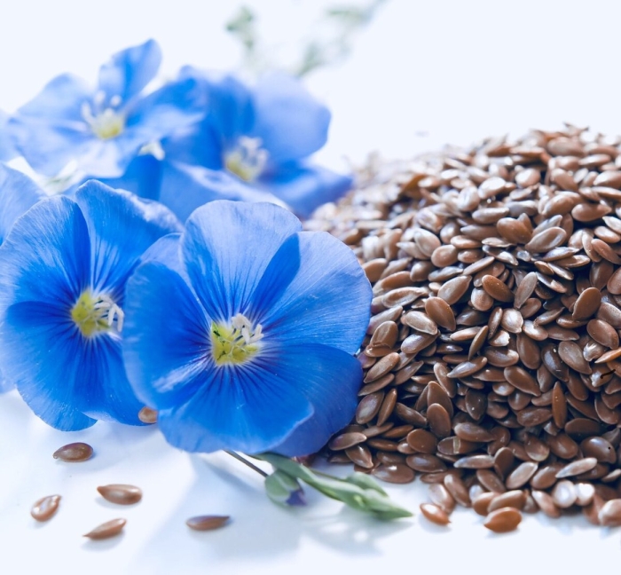 Семя льна полезные свойства