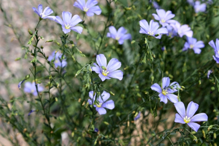 Linum lewisii