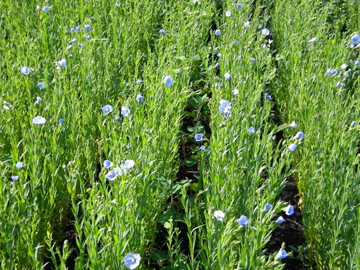 Flax fiber production