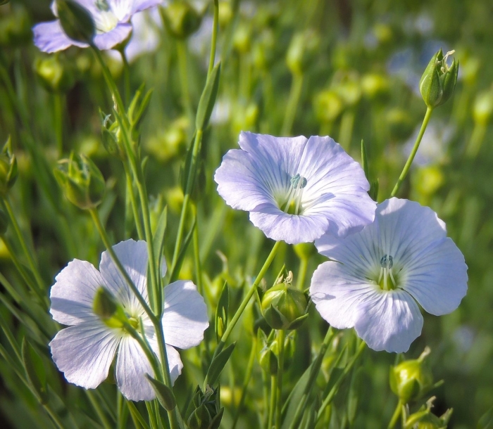 Лён обыкновенный долгунец