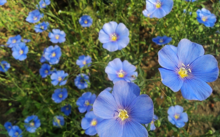 Лен многолетний блю скай