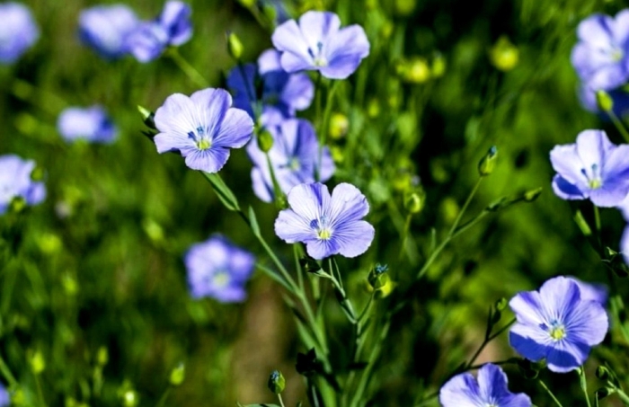Лён обыкновенный долгунец