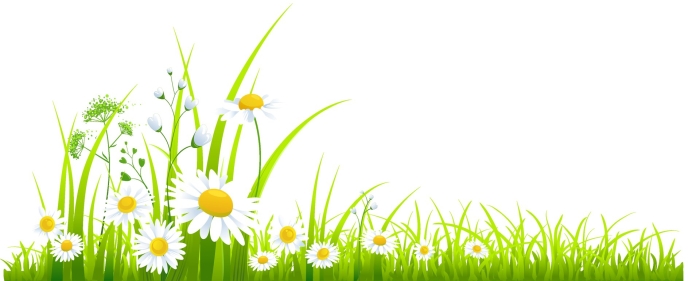 Фон для презентации ромашки