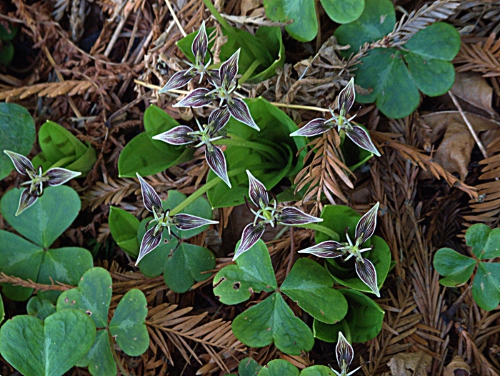 Oxalis oregana