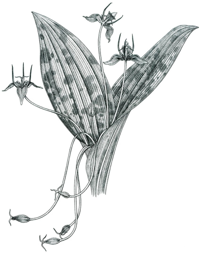 Венерин башмачок настоящий