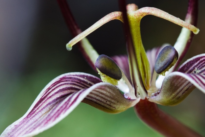 Scoliopus bigelovii