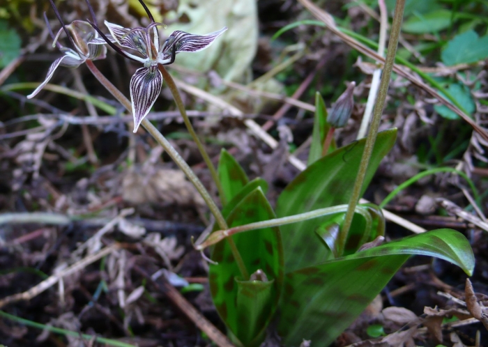 Paphiopedilum rothschildianum