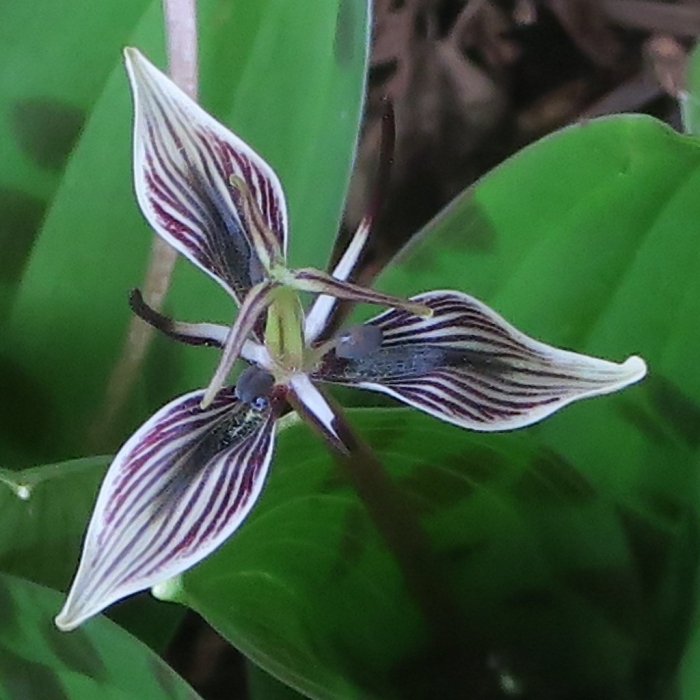 Scoliopus hallii