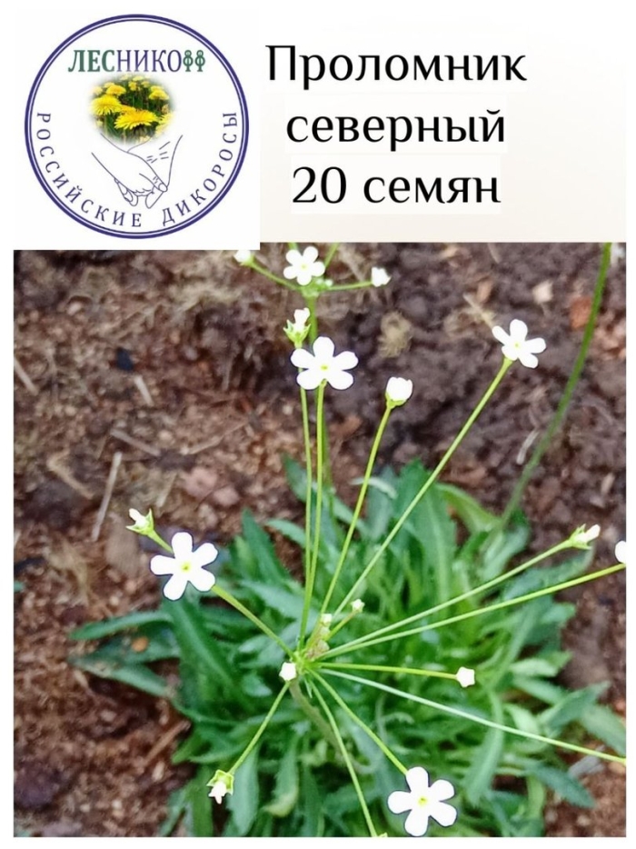 Проломник нитевидный