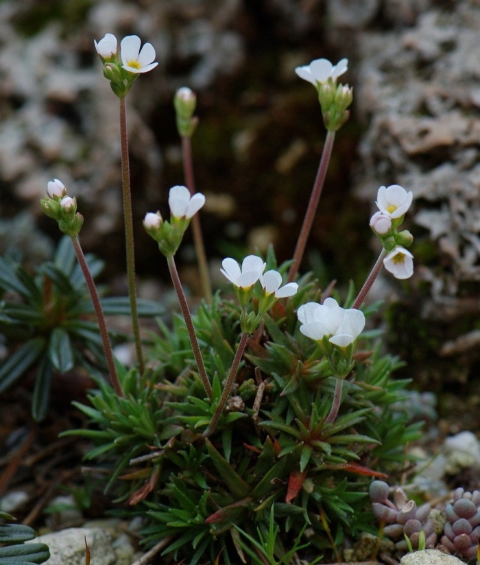 Проломник карнеа