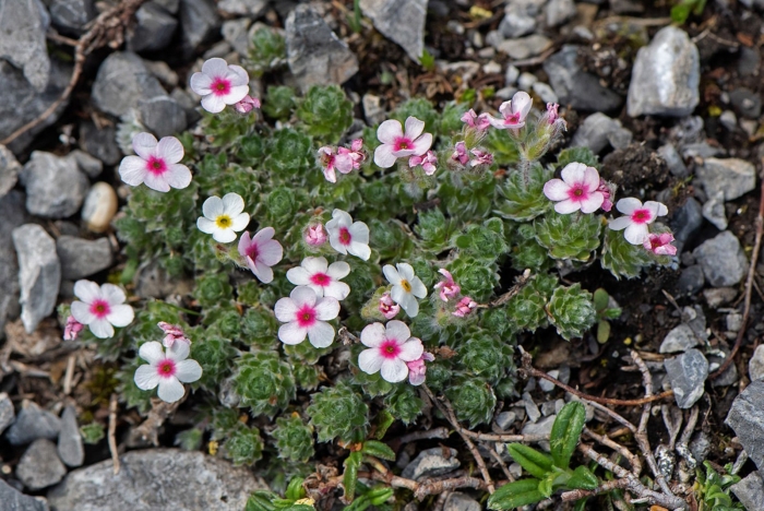 Проломник мохнатый (androsace villosa)