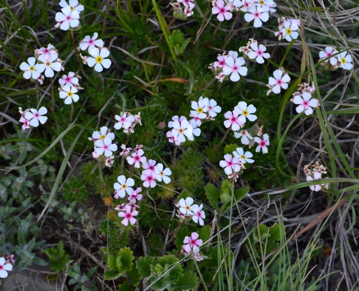 Проломник мохнатый (androsace villosa)