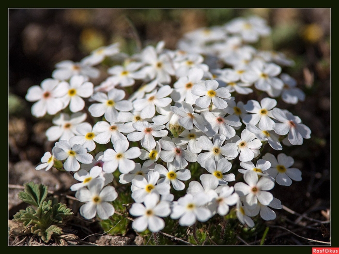 Проломник альпийский