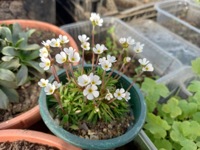 Проломник северный трава