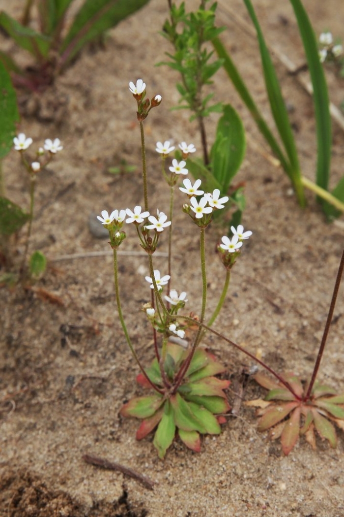 Saxifraga hostii