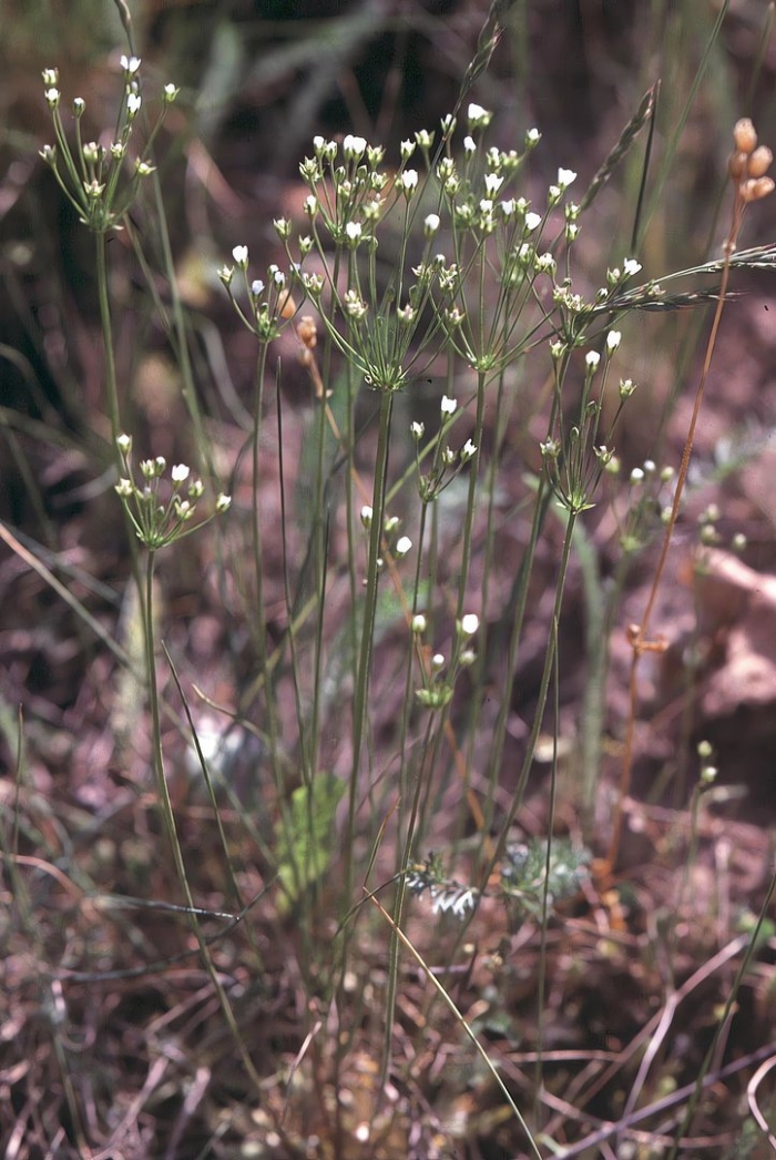 Androsace filiformis