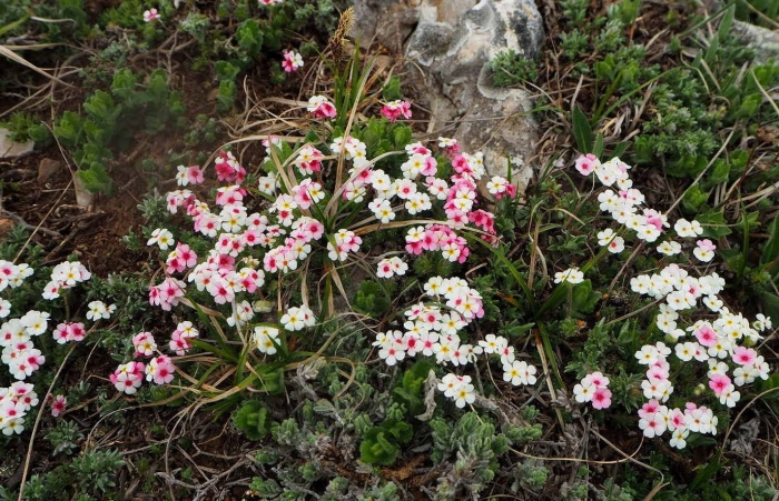 Проломник мохнатый (androsace villosa)