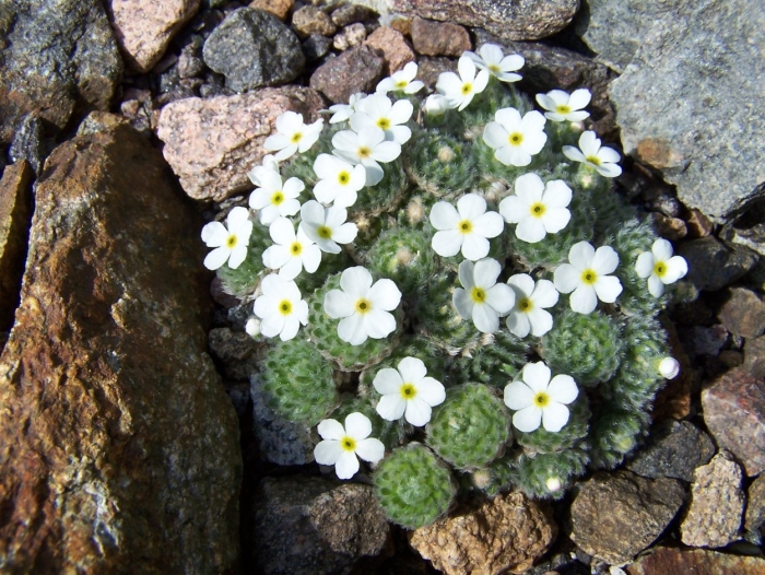Проломник нитевидный androsace filiformis